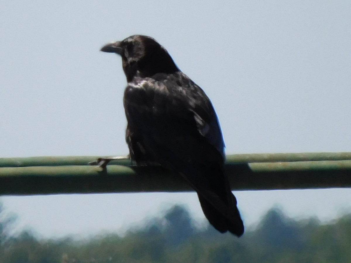 Common Raven - ML621037195