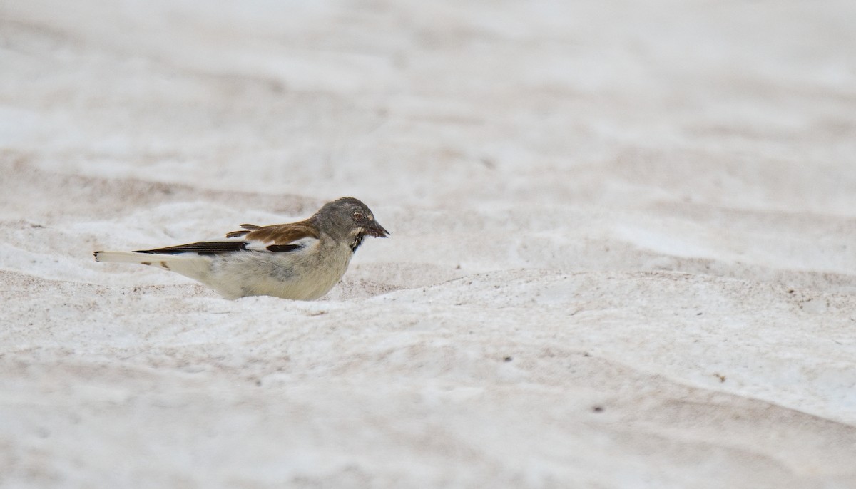 White-winged Snowfinch - ML621037203