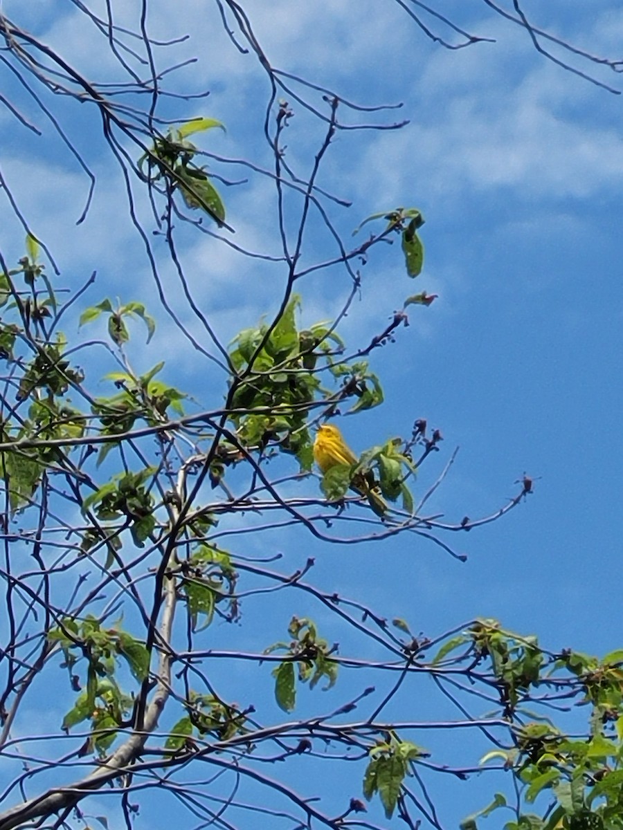 Yellow Warbler - ML621037209