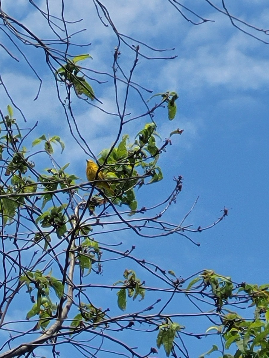 Yellow Warbler - Aster Droste