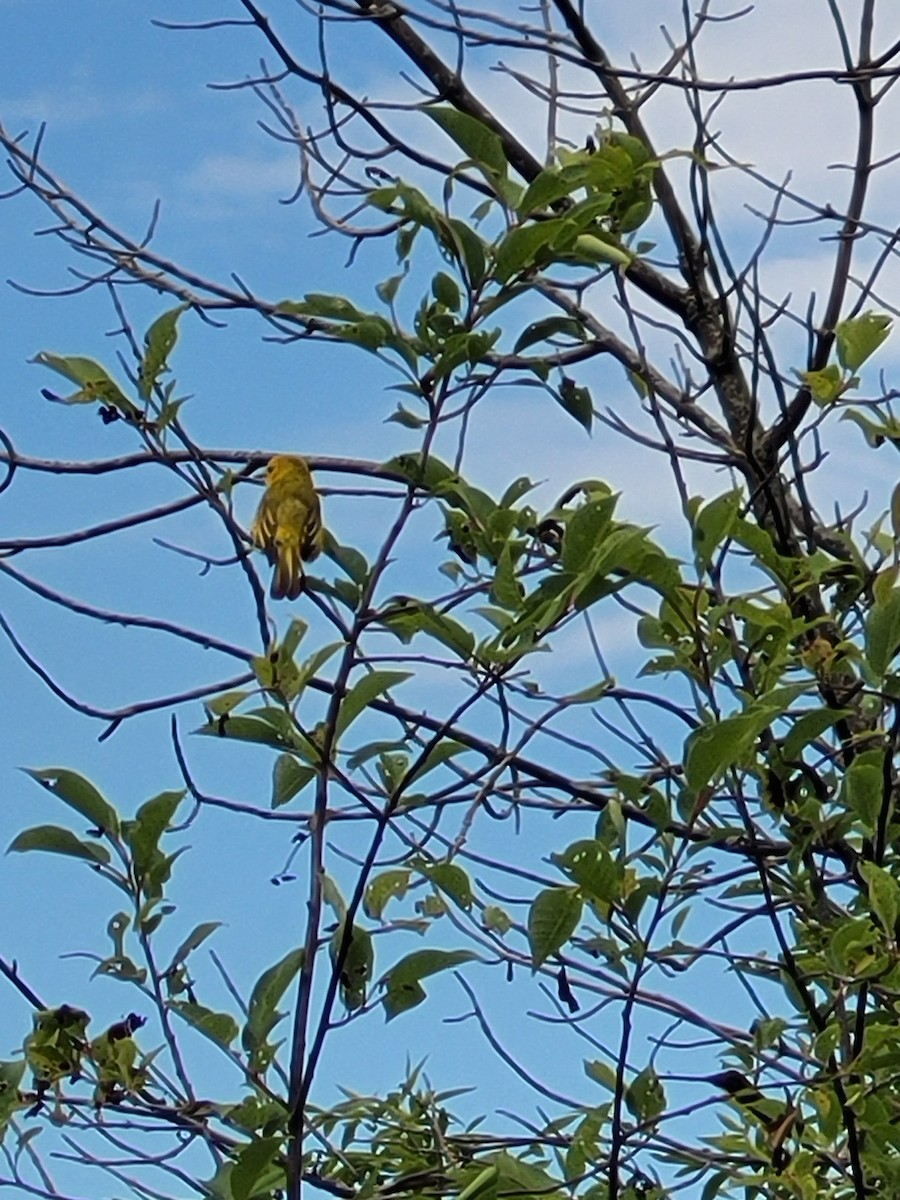 Yellow Warbler - ML621037215