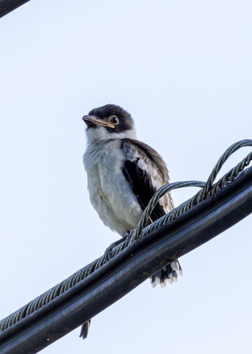 Black-crowned Tityra - ML621037217