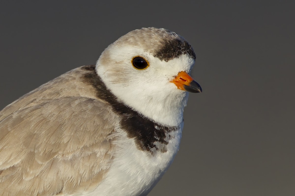 Piping Plover - ML621037241