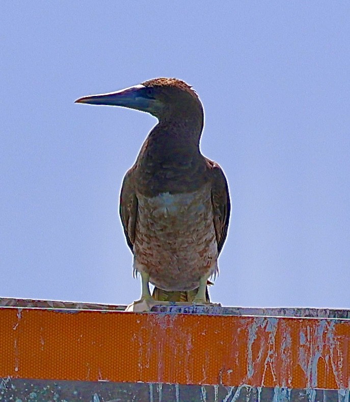 Brown Booby - ML621037257