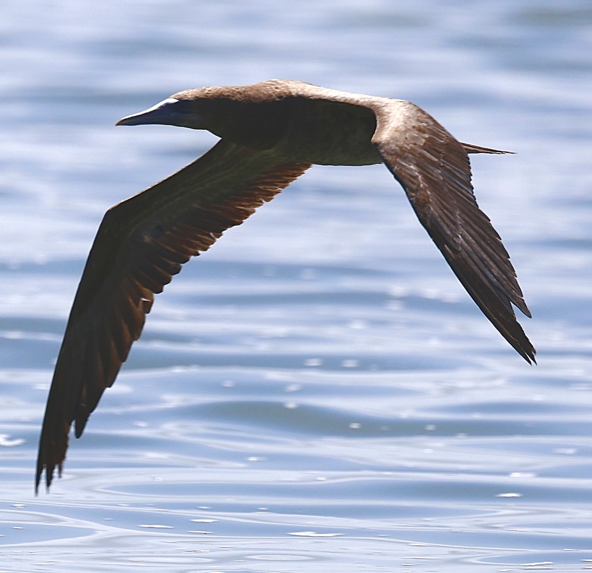 Brown Booby - ML621037258