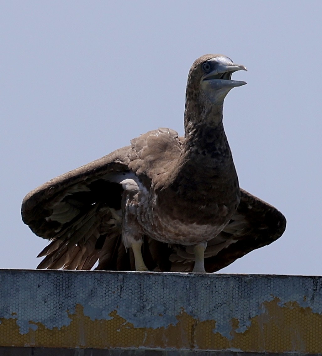 Brown Booby - ML621037260