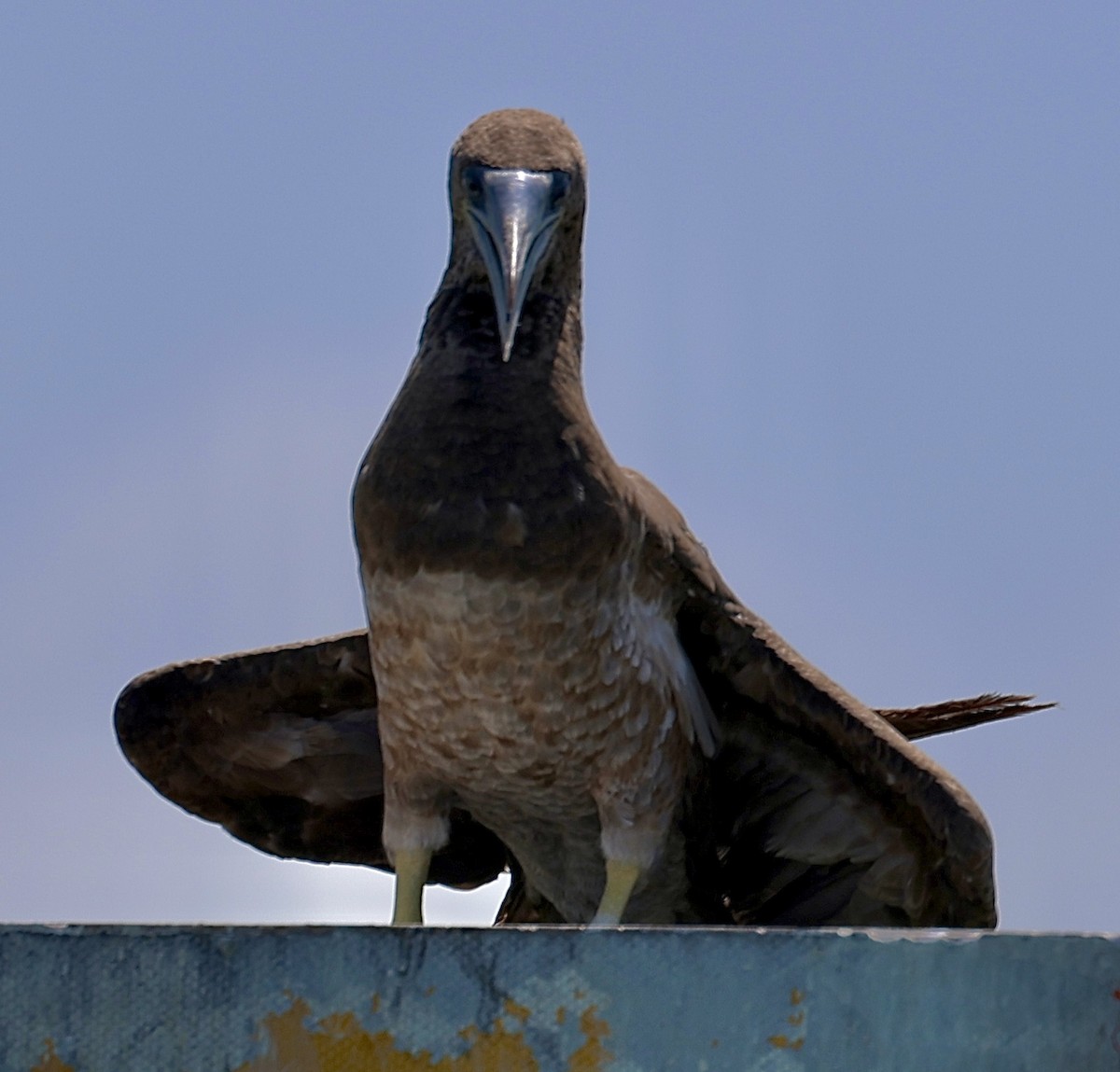 Brown Booby - ML621037261