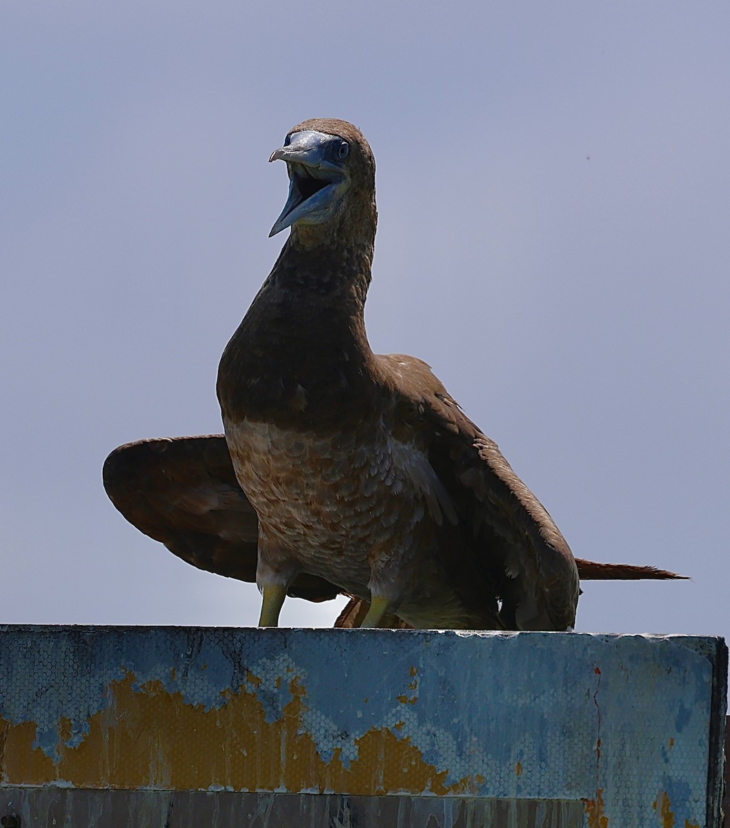 Brown Booby - ML621037262