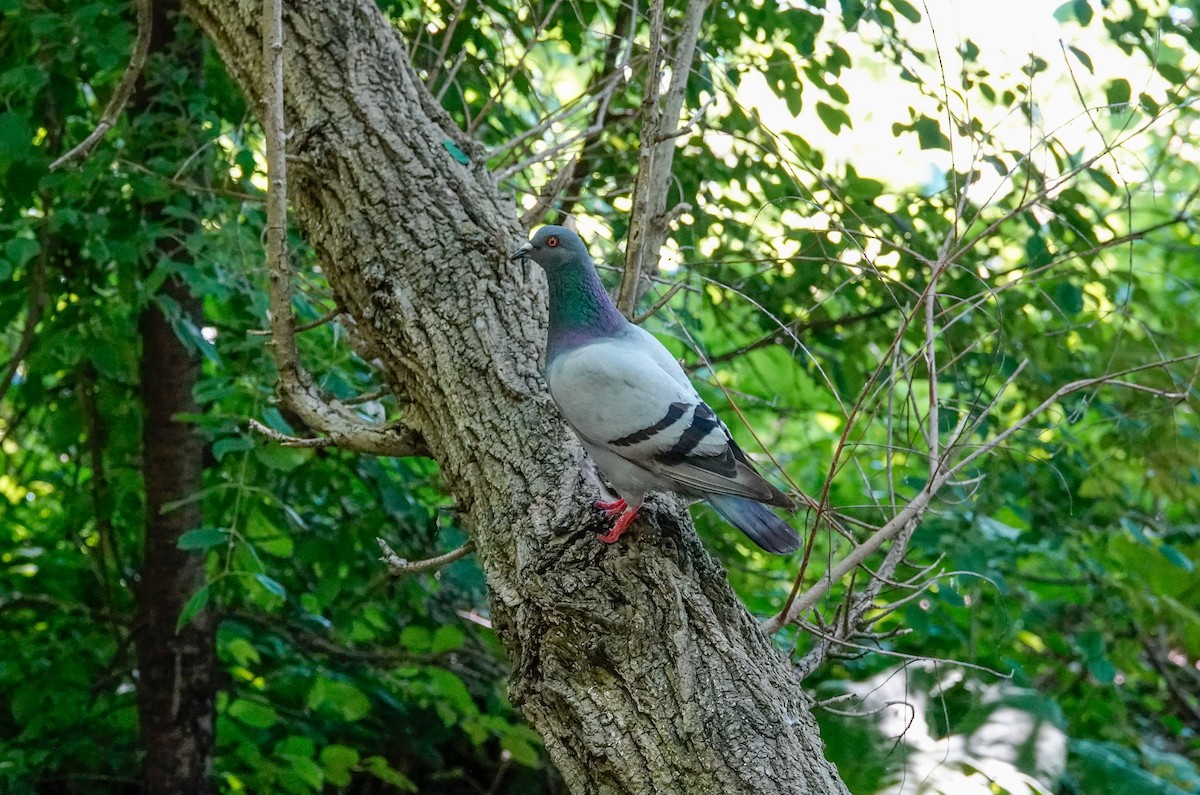 Rock Pigeon (Feral Pigeon) - ML621037278