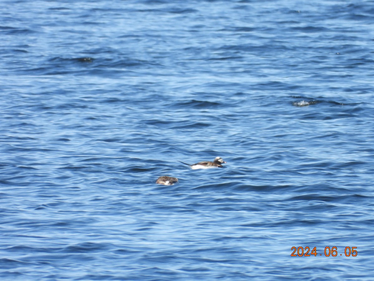 Long-tailed Duck - ML621037299