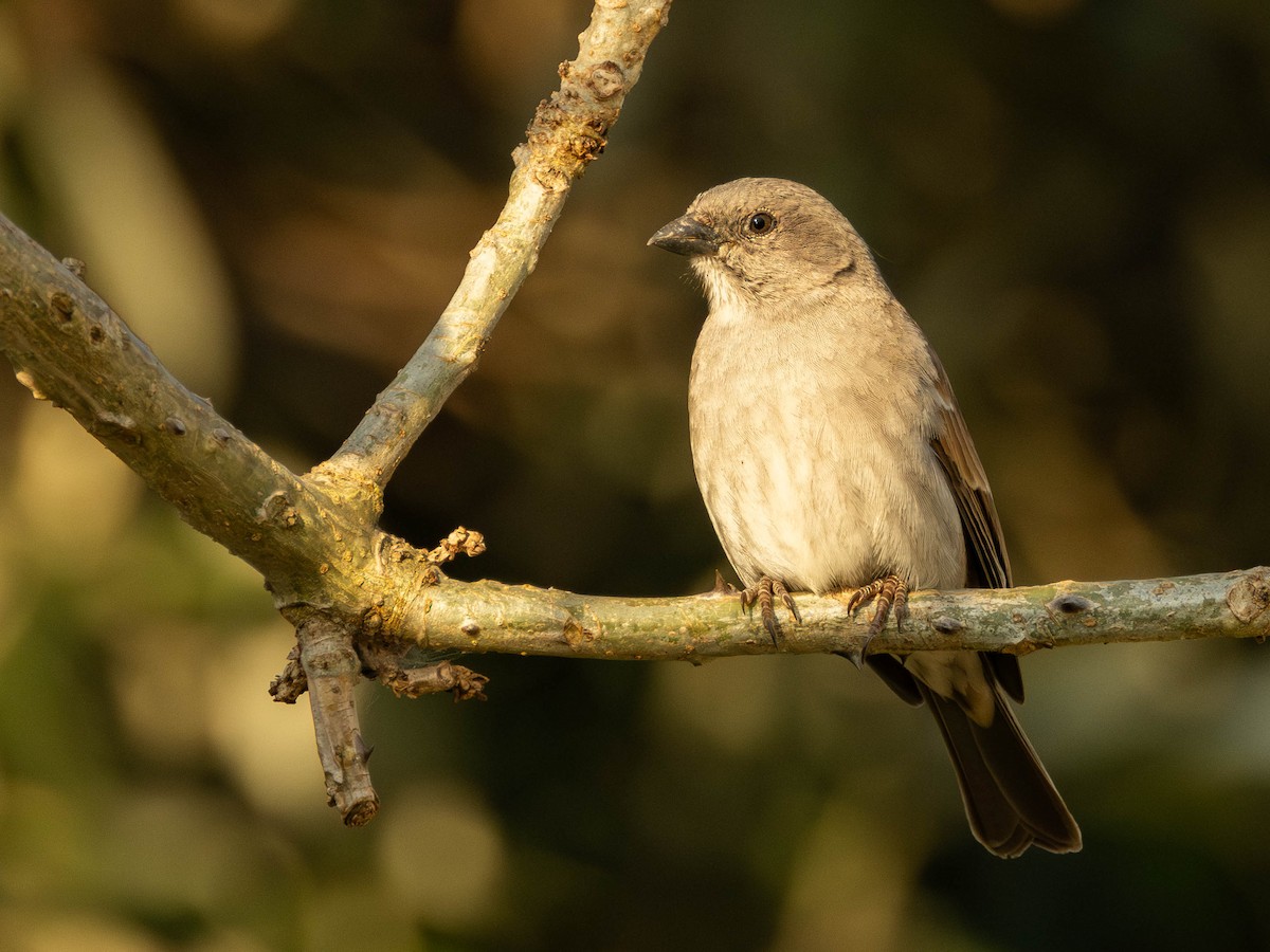 Southern Gray-headed Sparrow - ML621037300