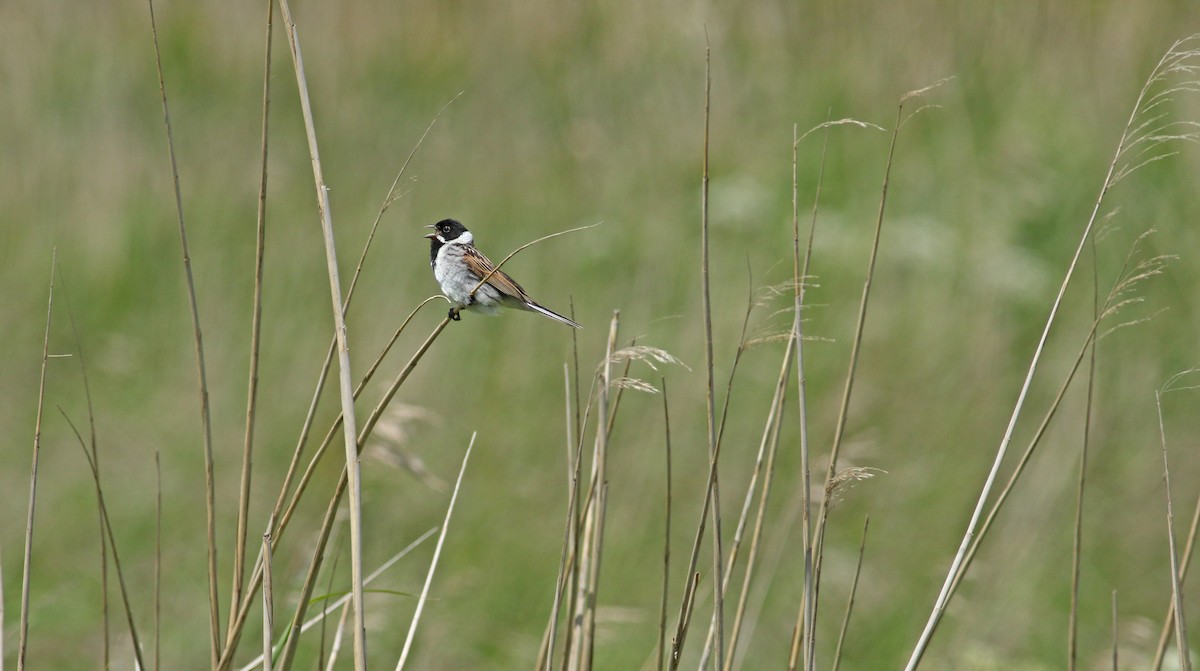 Reed Bunting - Andrew Steele