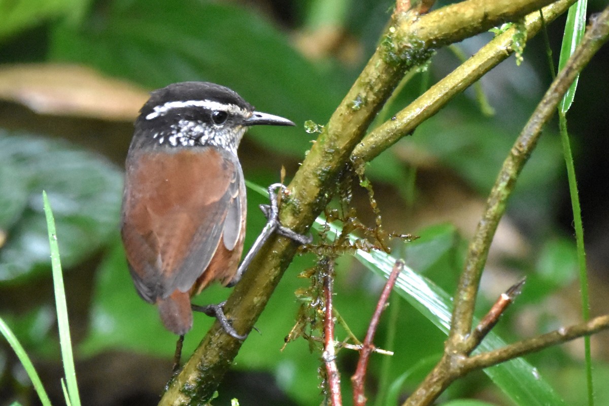 Gray-breasted Wood-Wren (Andean) - ML621037358