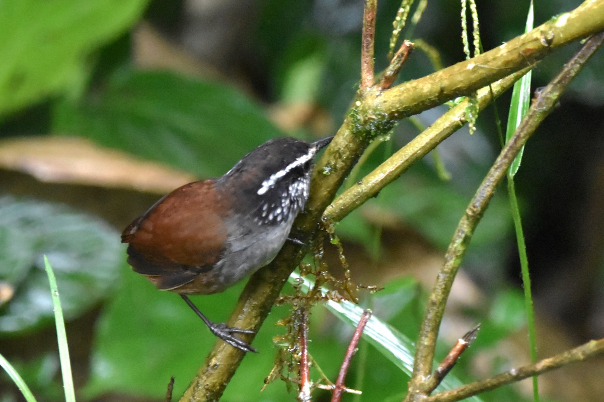 Gray-breasted Wood-Wren (Andean) - ML621037359