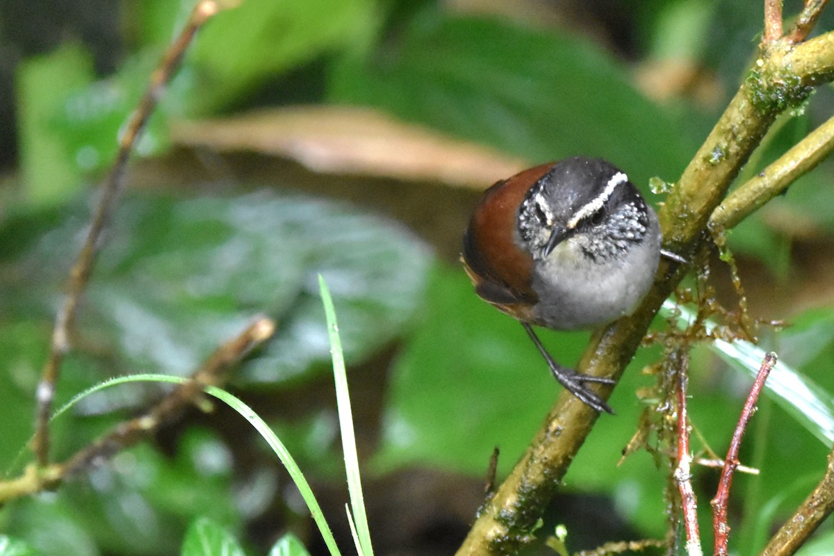 Gray-breasted Wood-Wren (Andean) - ML621037360