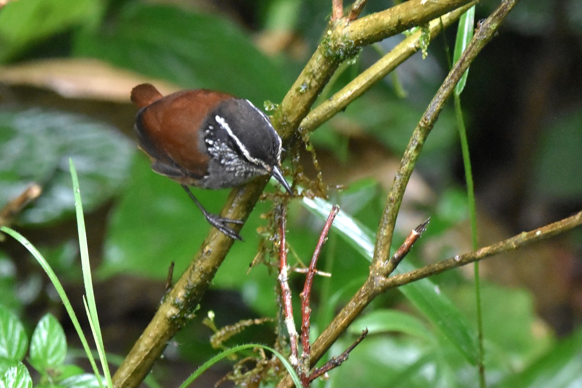 Gray-breasted Wood-Wren (Andean) - ML621037361