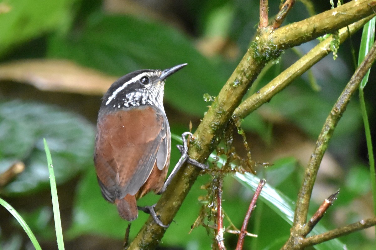 Gray-breasted Wood-Wren (Andean) - ML621037362