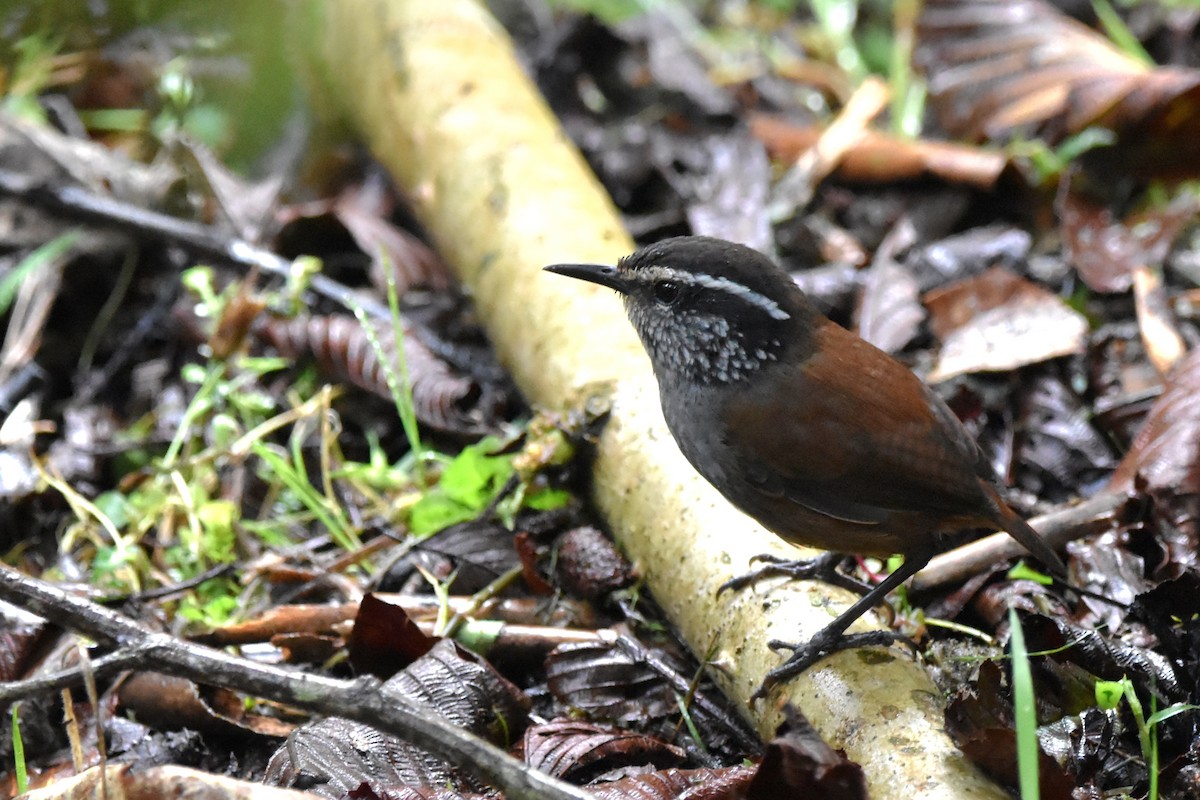 Gray-breasted Wood-Wren (Andean) - ML621037364