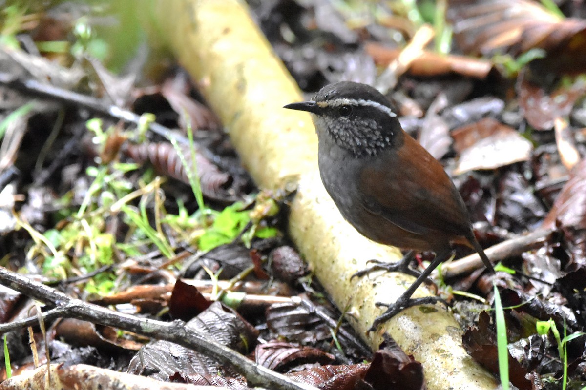 Gray-breasted Wood-Wren (Andean) - ML621037365