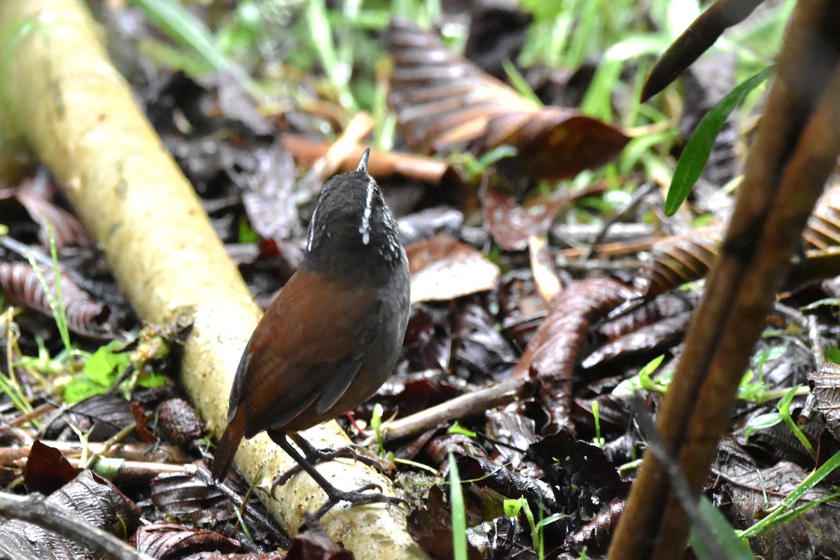 Gray-breasted Wood-Wren (Andean) - ML621037366
