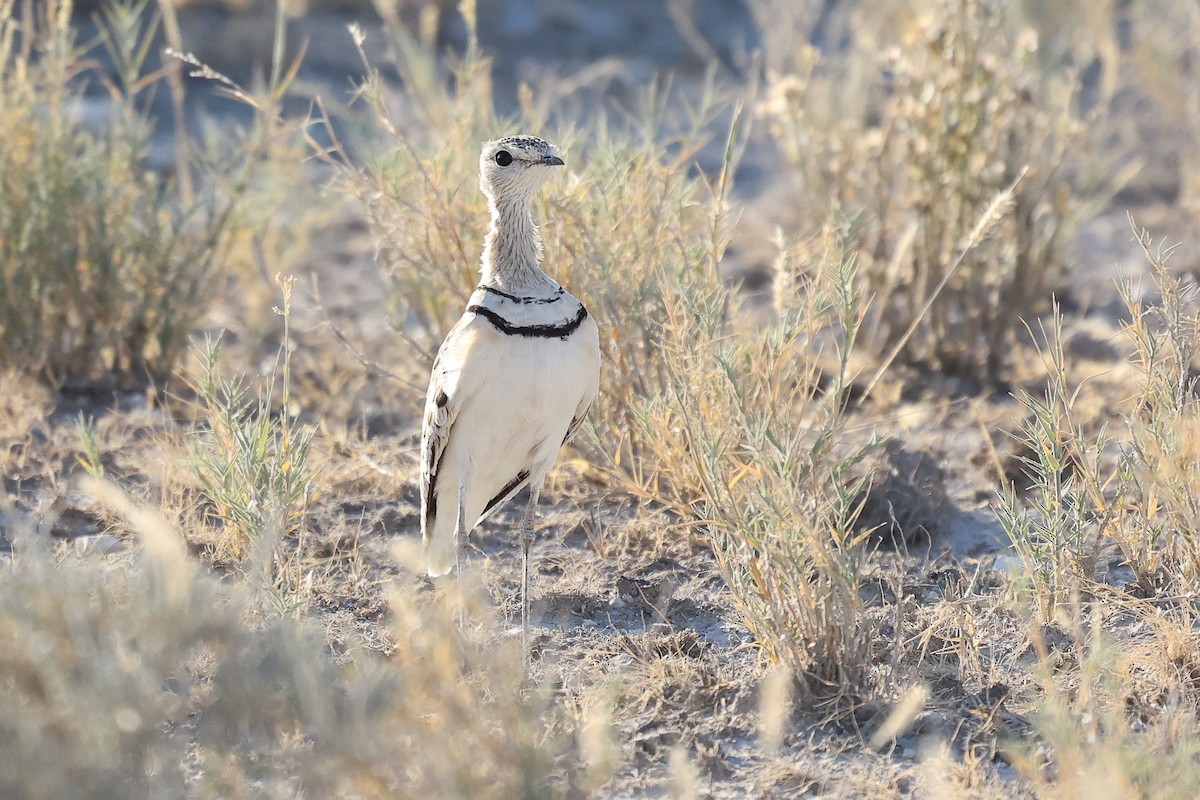 Double-banded Courser - ML621037386
