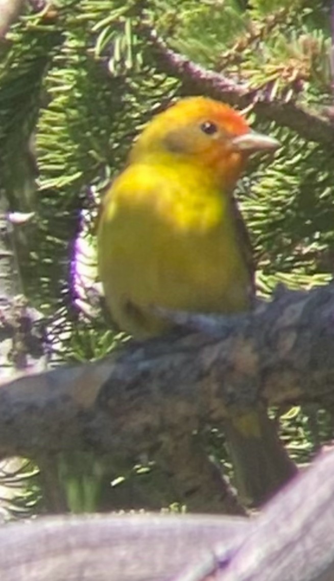 Western Tanager - ML621037398