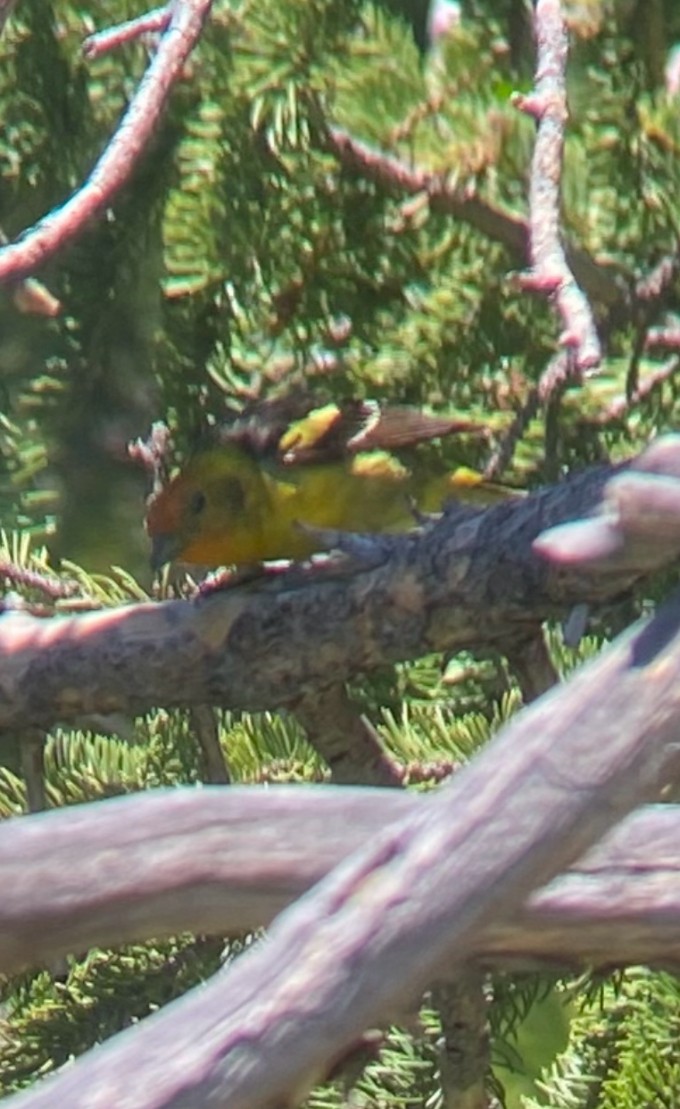 Western Tanager - ML621037399