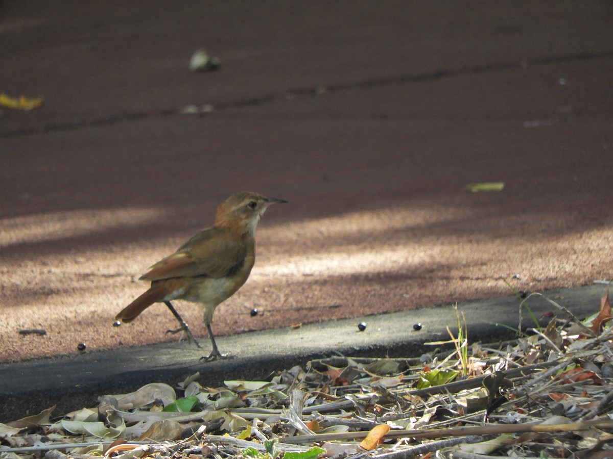 Rufous Hornero - ML621037425