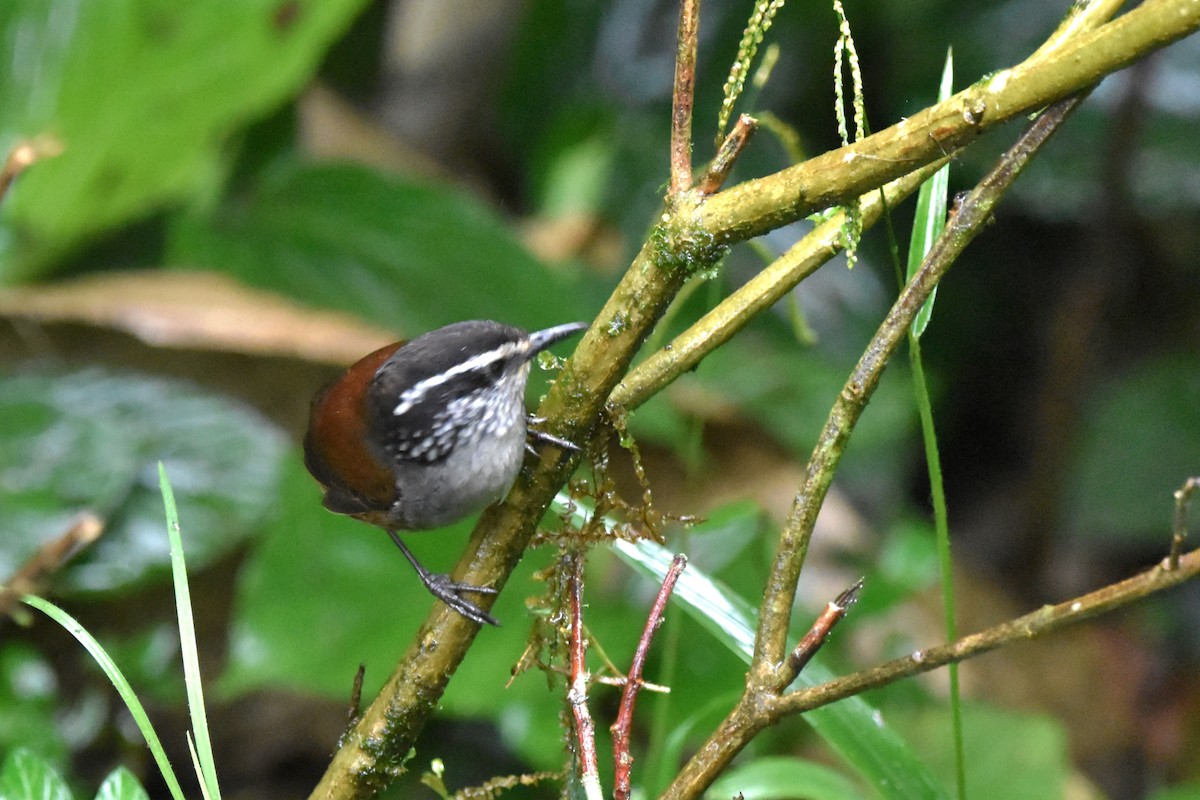 Gray-breasted Wood-Wren (Andean) - Tim Wing