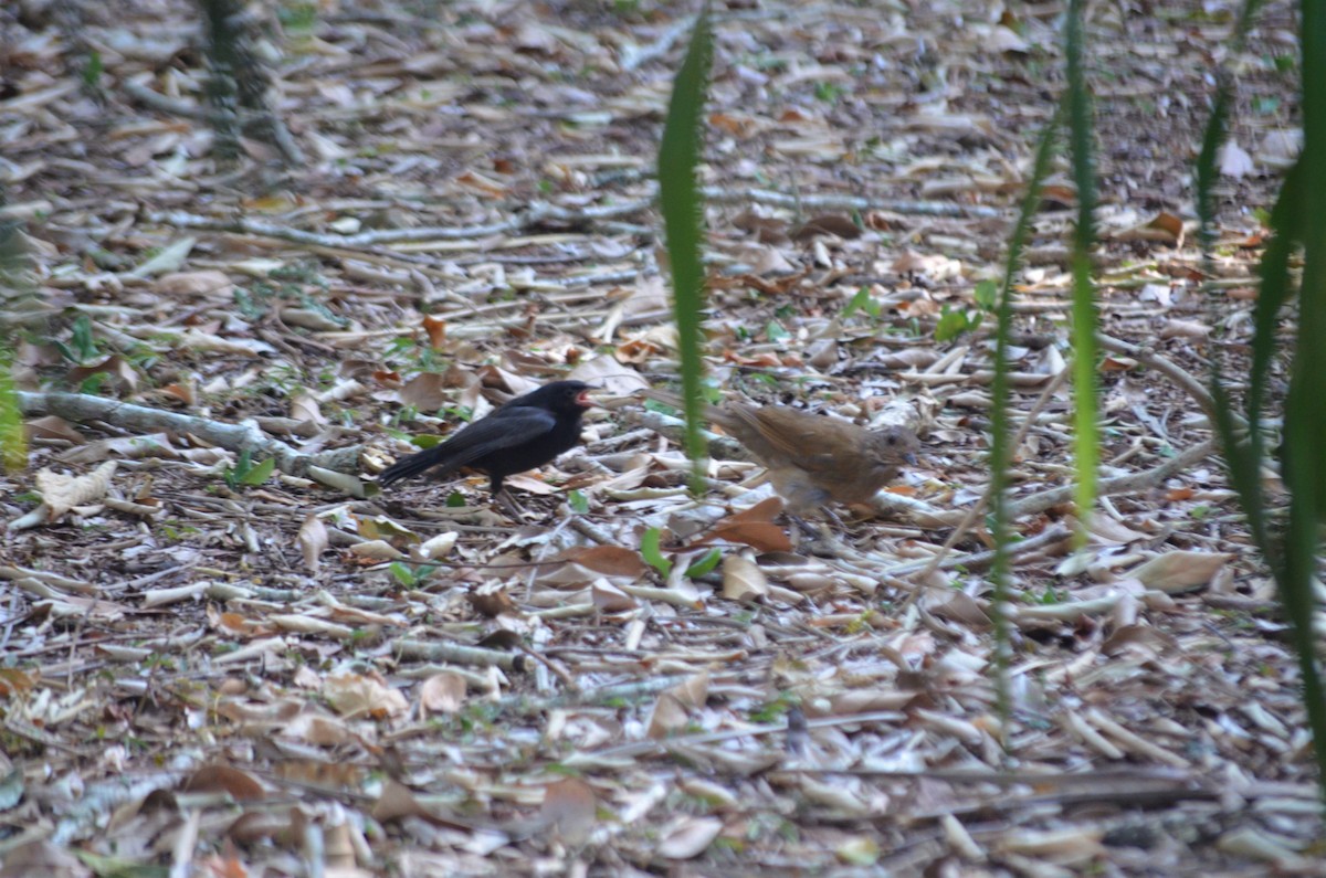 Pale-breasted Thrush - ML621037497