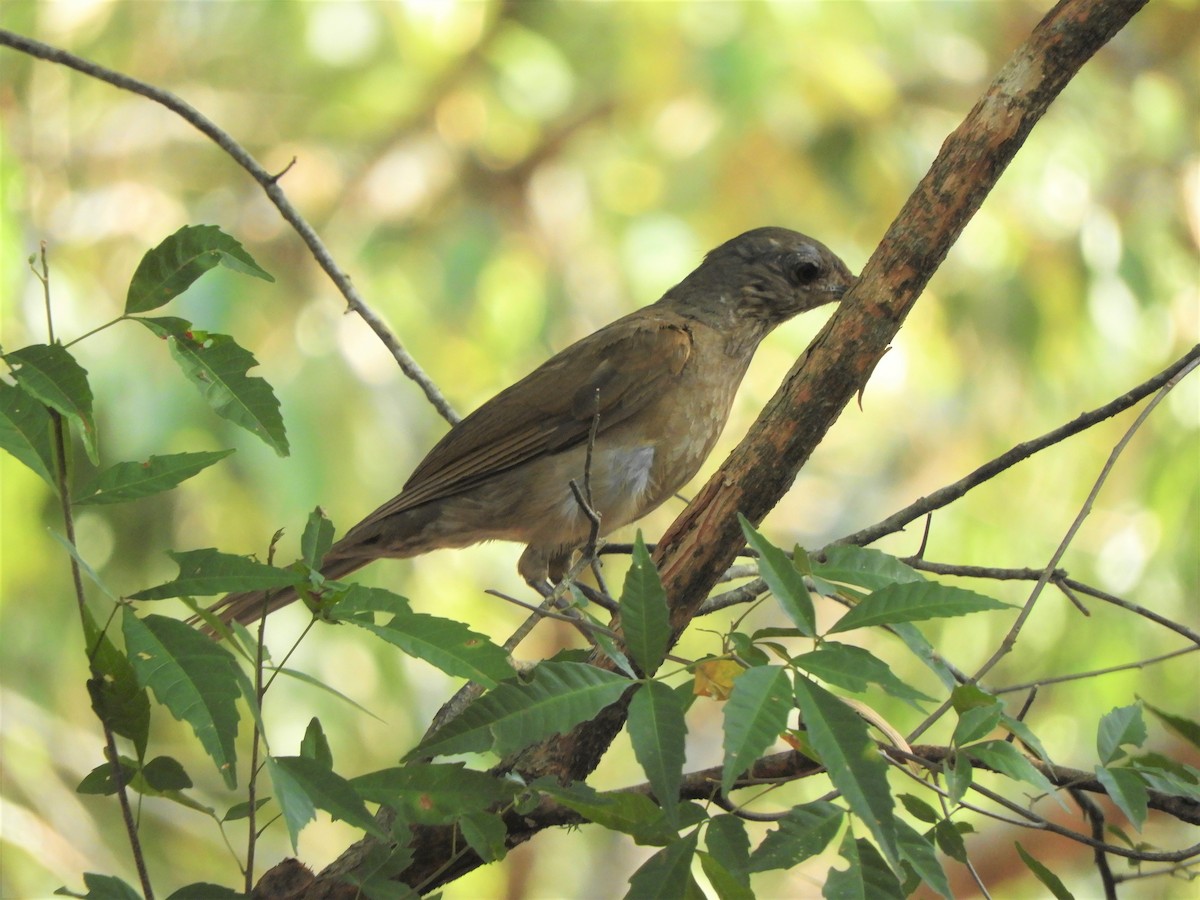 Pale-breasted Thrush - ML621037499