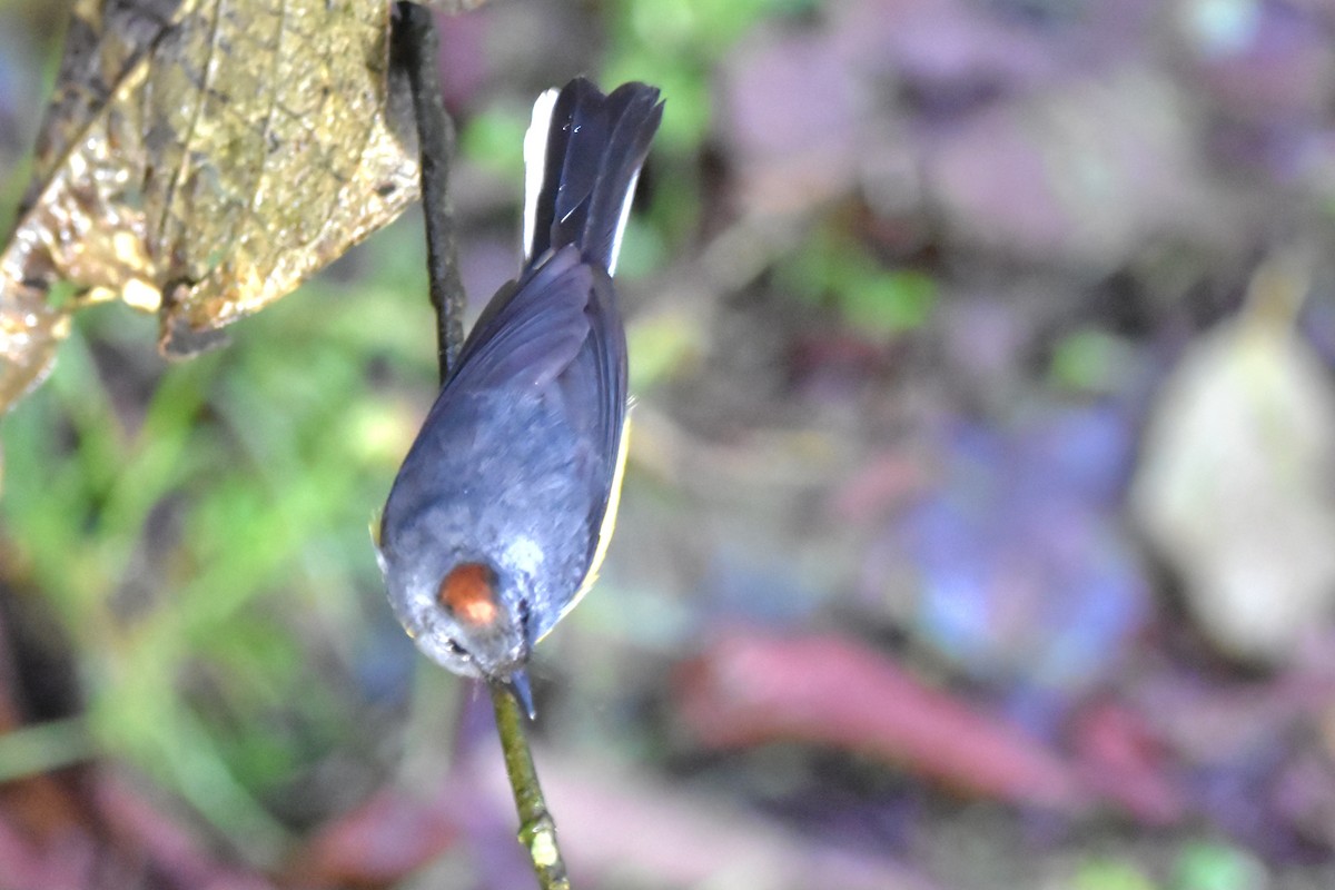 Russet-crowned Warbler - ML621037521
