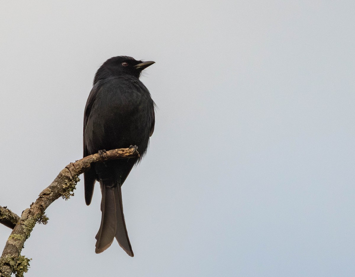 Fork-tailed Drongo - ML621037536