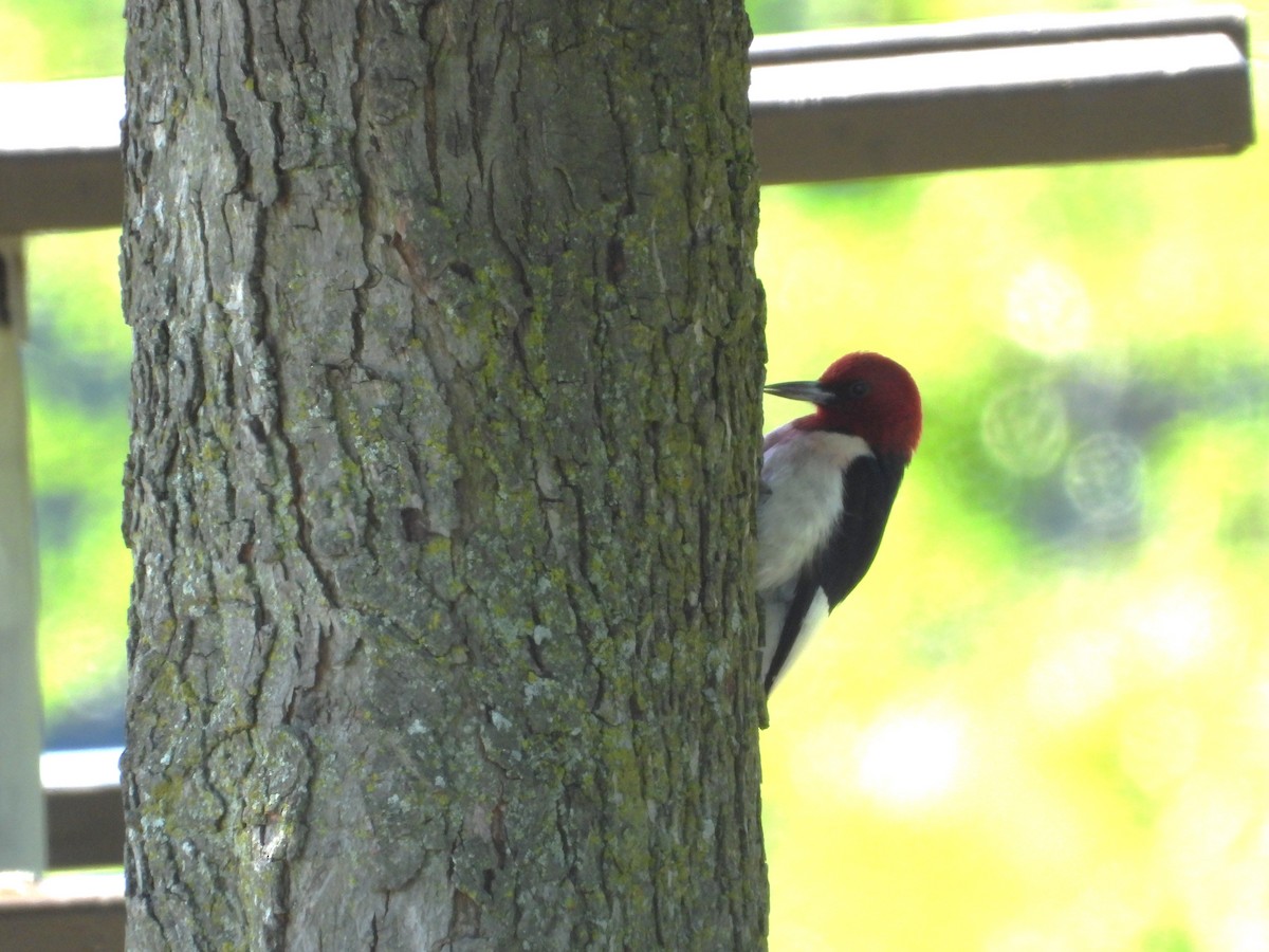 Red-headed Woodpecker - ML621037537