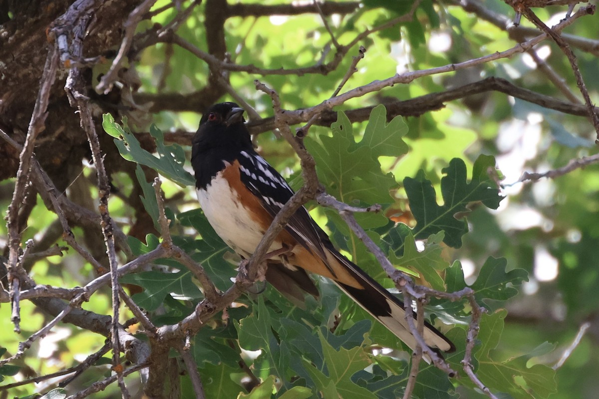 Spotted Towhee - ML621037539