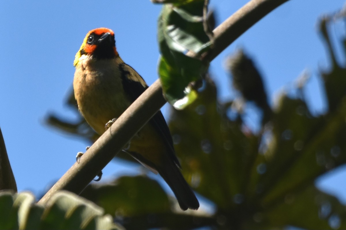 Flame-faced Tanager (Flame-faced) - ML621037552