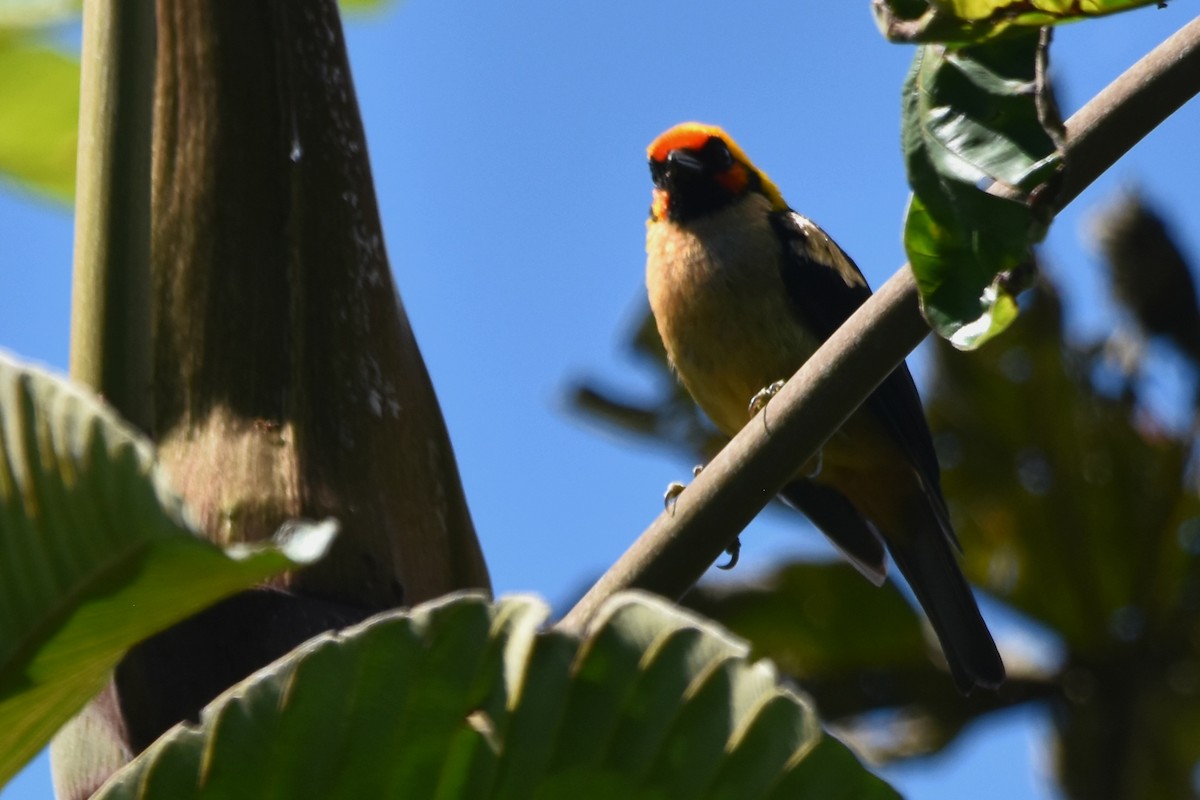Flame-faced Tanager (Flame-faced) - Tim Wing