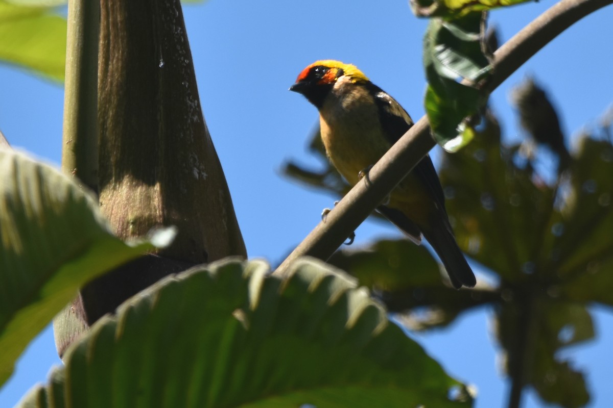 Flame-faced Tanager (Flame-faced) - ML621037554