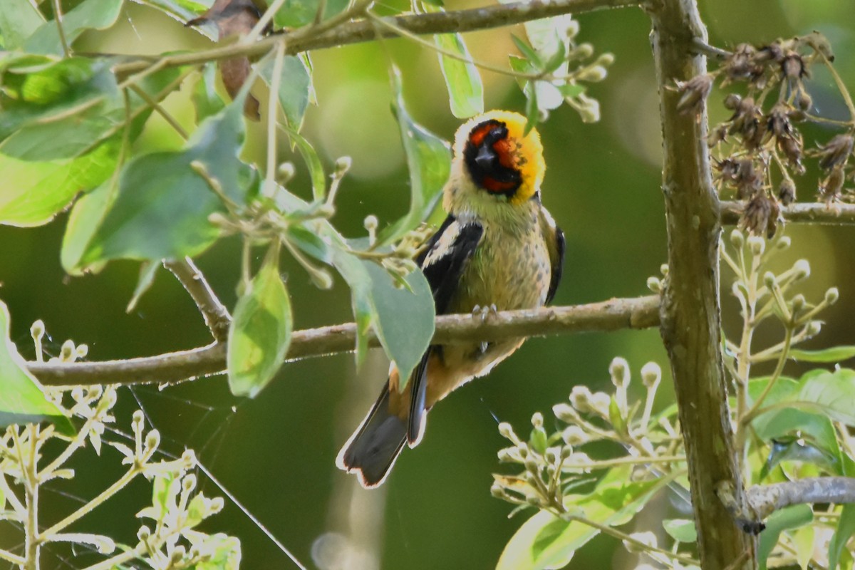 Flame-faced Tanager (Flame-faced) - ML621037555