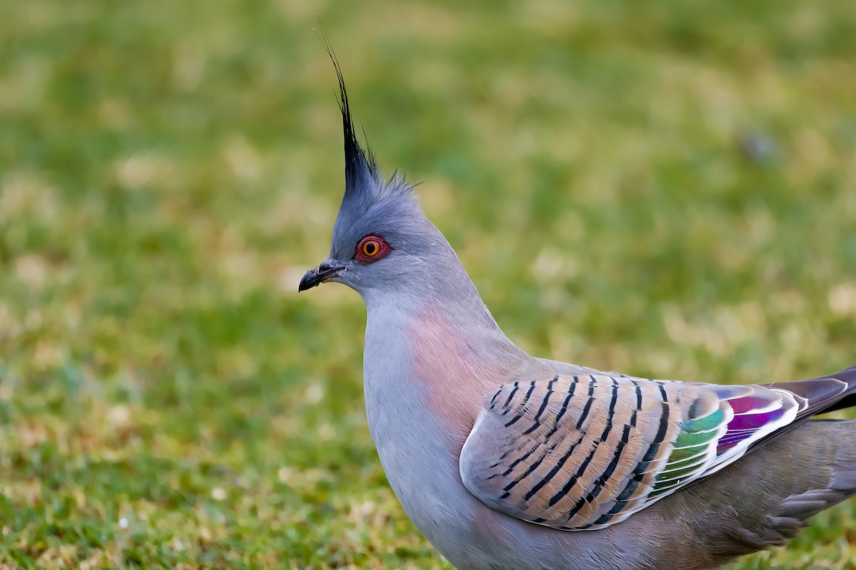 Crested Pigeon - ML621037580