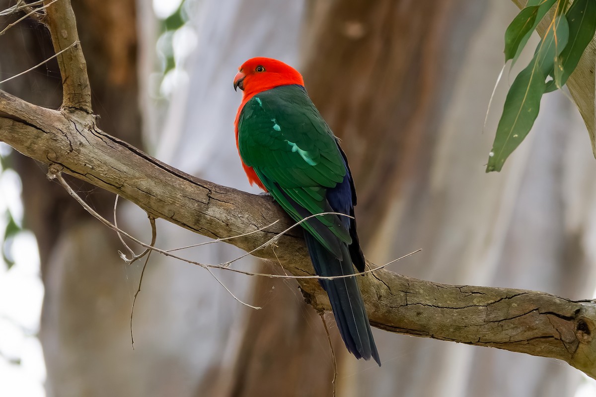 Australian King-Parrot - ML621037591