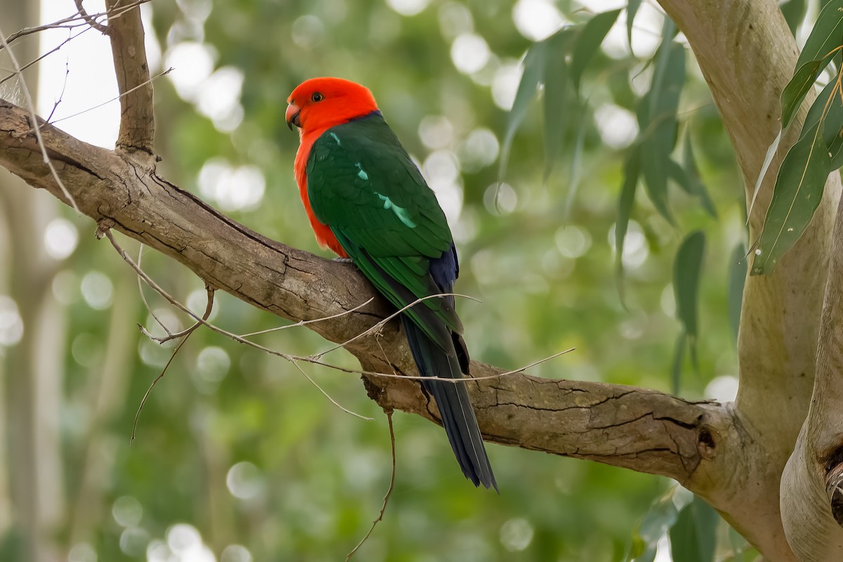 Australian King-Parrot - ML621037593
