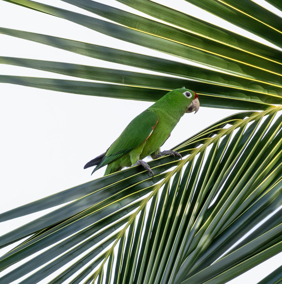 Crimson-fronted Parakeet - ML621037614