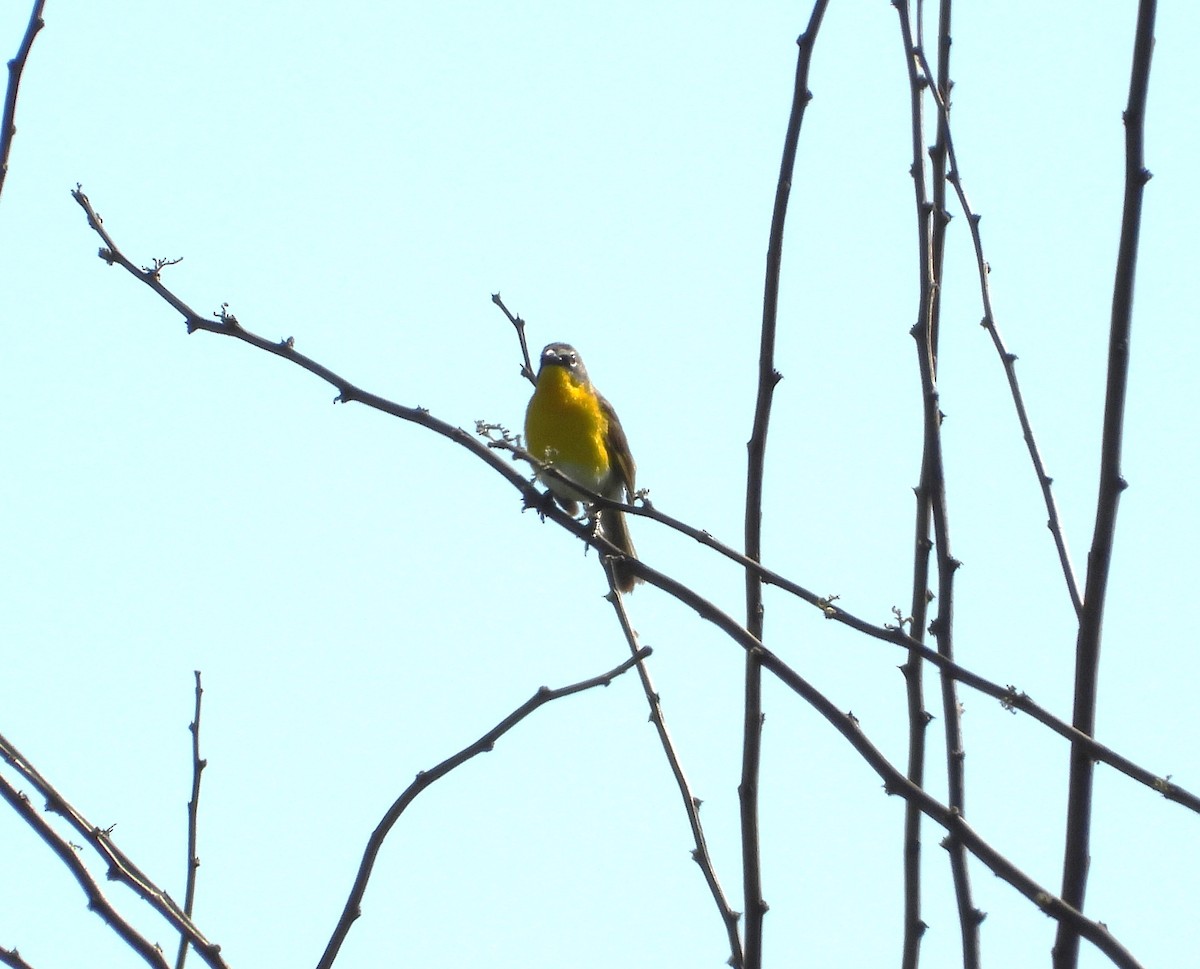 Yellow-breasted Chat - ML621037622