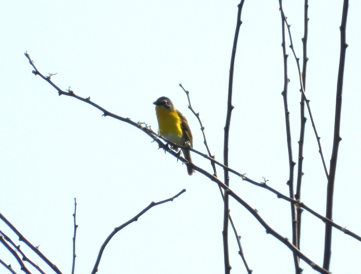 Yellow-breasted Chat - ML621037627