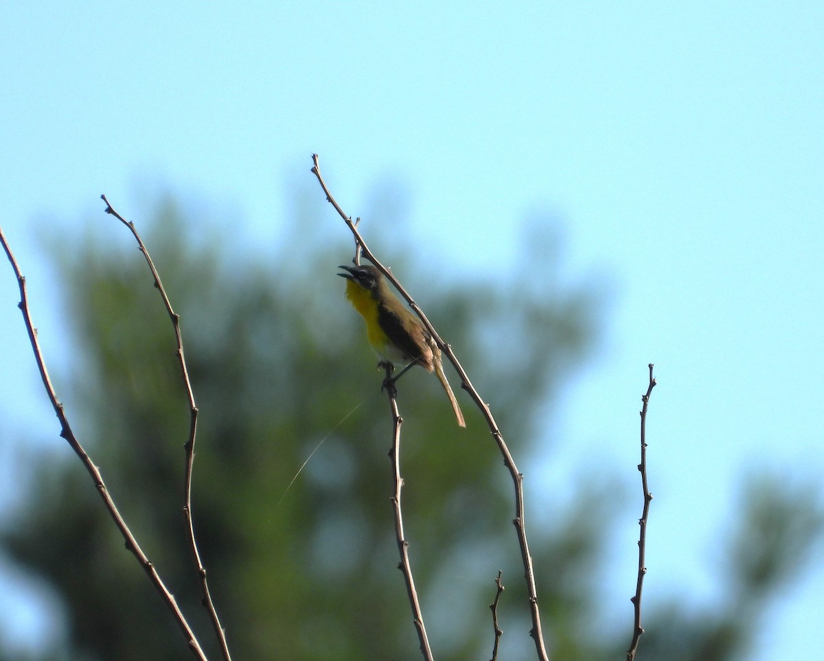 Yellow-breasted Chat - ML621037640