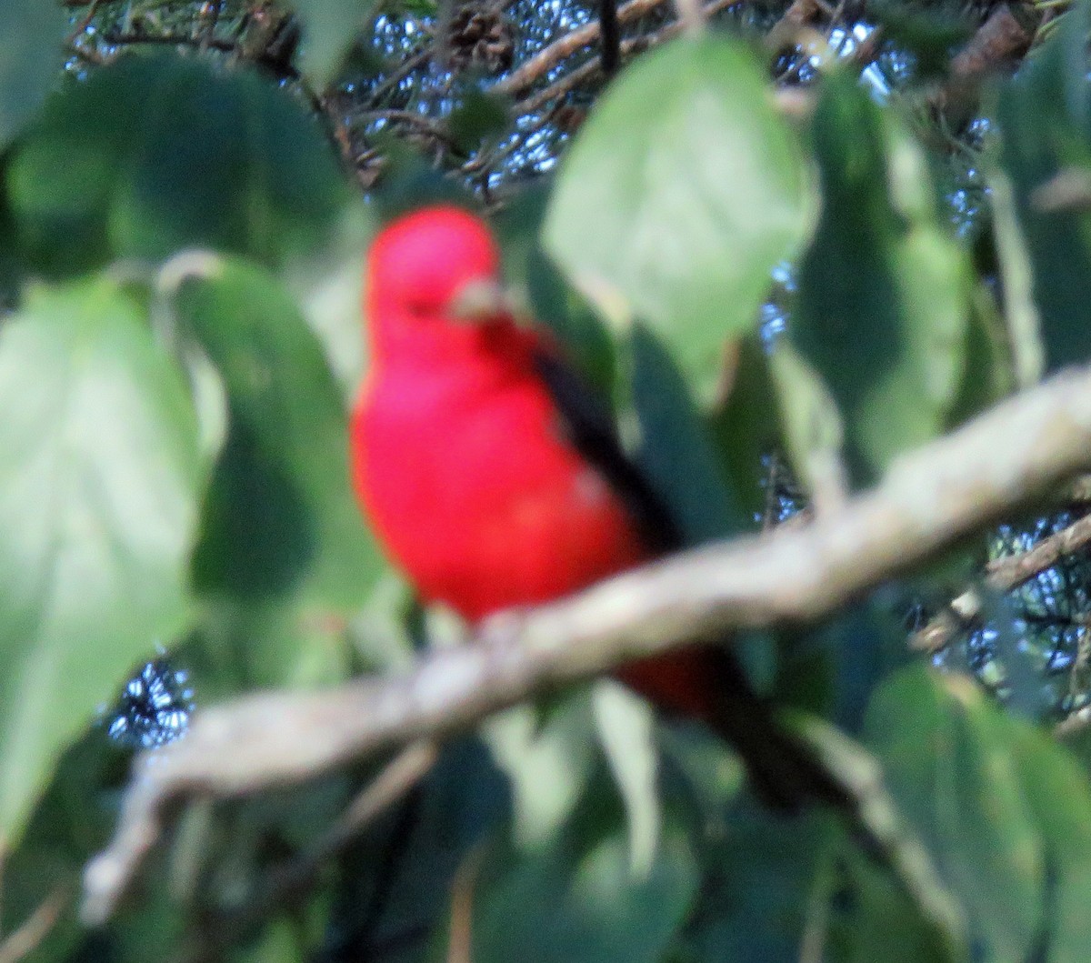 Scarlet Tanager - ML621037641