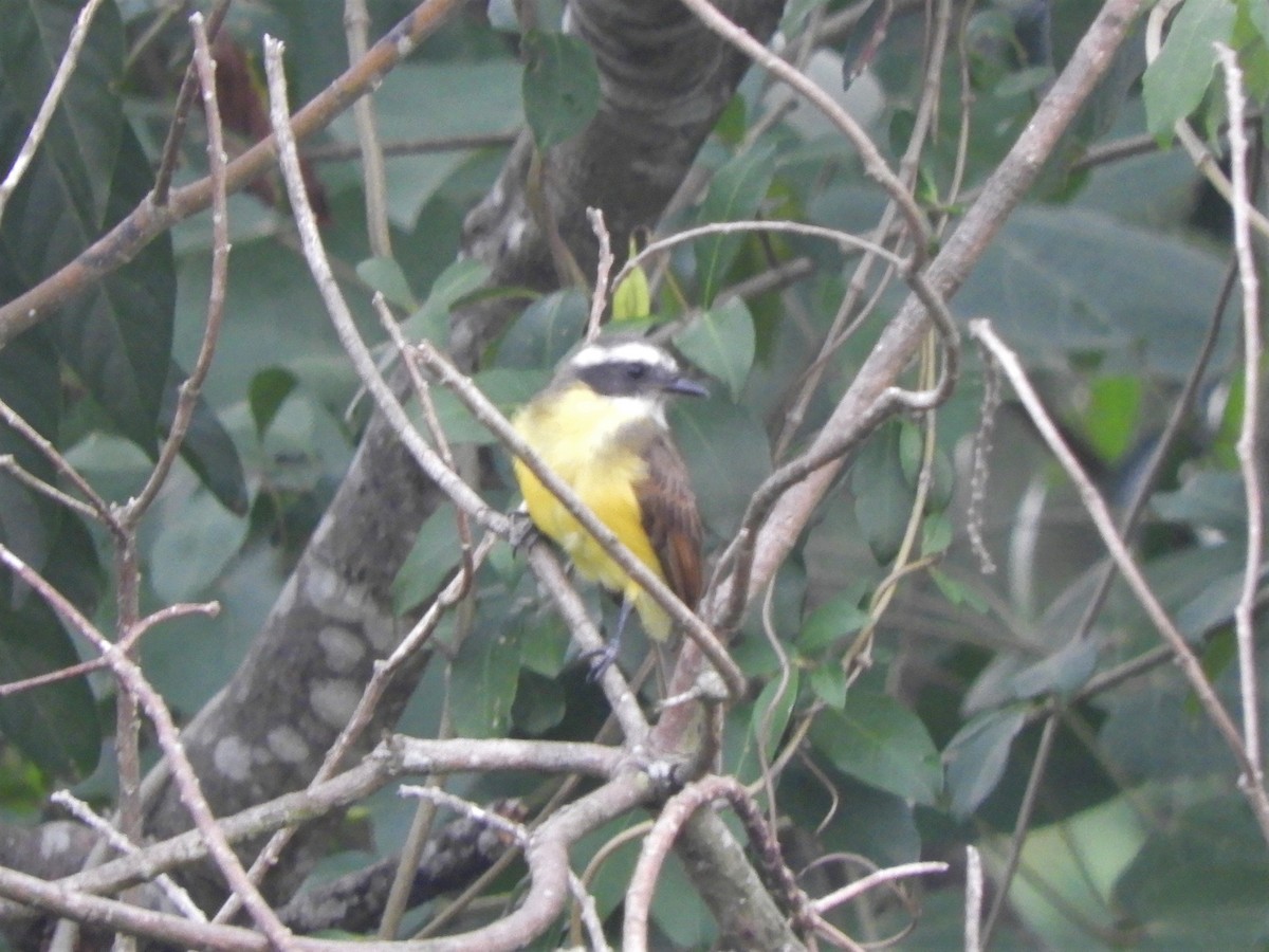 Social Flycatcher - ML621037681