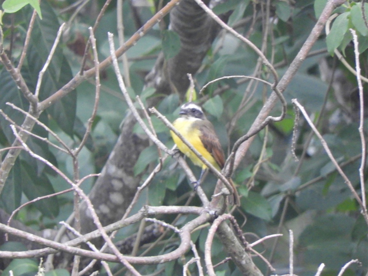 Social Flycatcher - ML621037682