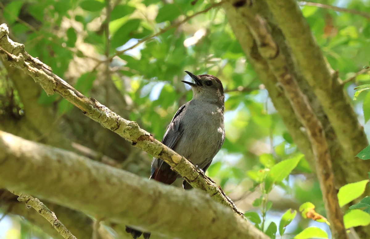 Gray Catbird - ML621037700